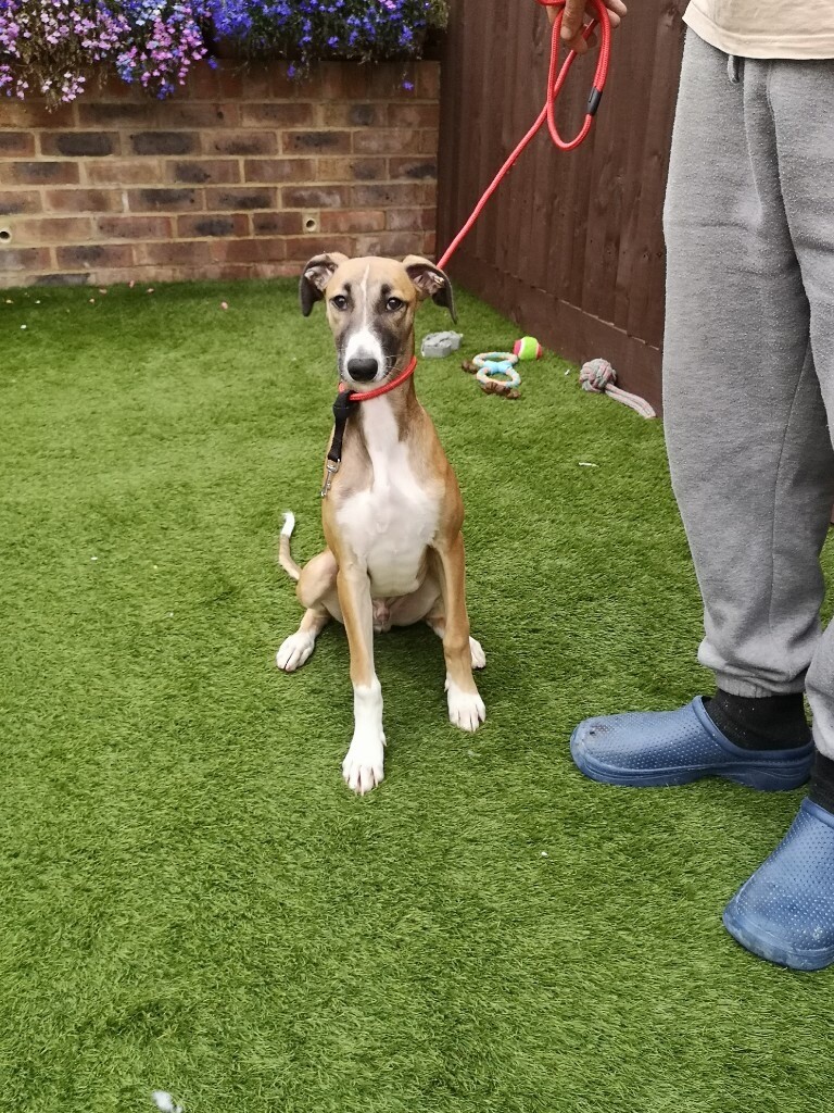 whippet puppies for sale gumtree